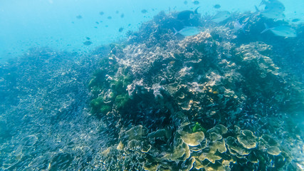 Fototapeta na wymiar Underwater coral reef ecosystem in thailand