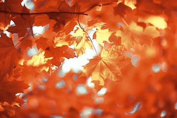background yellow leaves abstract / seasonal view, falling leaves october background