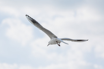 Seagull in flight against a blue sky, ascending with wings spread