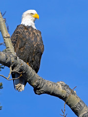 american bald eagle on a branch
