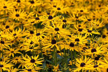 A flowering mass of Rudbeckia fulgida var. sullivantii.