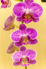 Magnificent cream flower of the Phalaenopsis Orchid