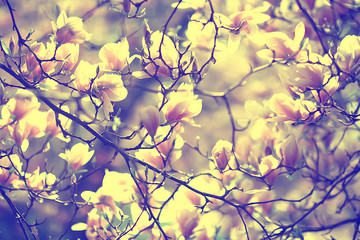 magnolia blossom spring garden / beautiful flowers, spring background pink flowers