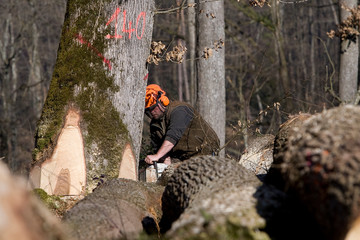 Travaux forestier, débardage et bucheronnage