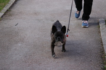 Cute Frens bulldog in different scenarios