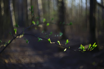 branches of young green leaves and buds, seasonal background, april march landscape in the forest