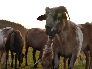 Obraz premium sheep and lambs