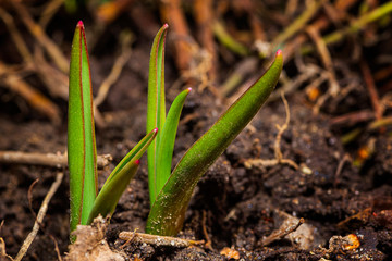 tulip sprout