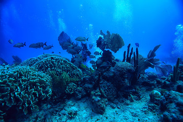 Fototapeta na wymiar coral reef underwater landscape, lagoon in the warm sea, view under water ecosystem
