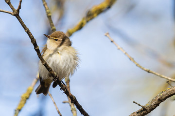 common chiffchaff sitting on a branch in the forest