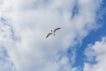Seagull in flight against a blue sky, ascending with wings spread