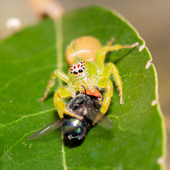 Green Jumping Spider also known as Mopsus mormon.