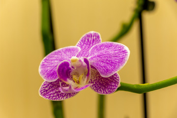 Magnificent cream flower of the Phalaenopsis Orchid