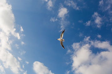 Seagull in flight against a blue sky, ascending with wings spread