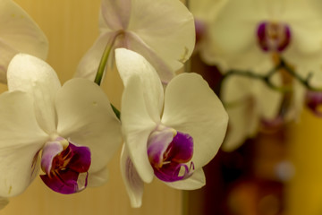 Fototapeta na wymiar Magnificent cream flower of the Phalaenopsis Orchid