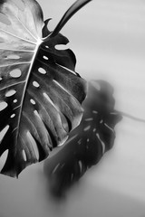 a black and white leaf of a tropical plant and its shadow