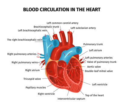 Heart Blood Flow Composition