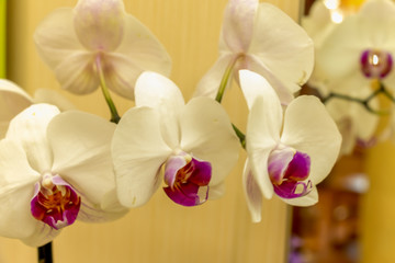 Magnificent cream flower of the Phalaenopsis Orchid