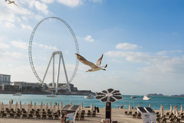 Seagull in flight against a blue sky, ascending with wings spread