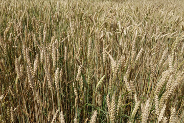 Wheat field close-up with blur effect.
