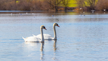 Obraz premium Couple of swans floating on river, concept of love and loyalty