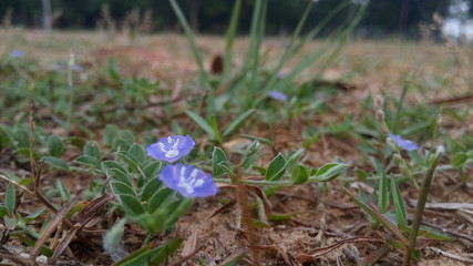 spring flowers in the grass