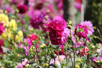 Obraz premium some good scenes created by nature.......capaturing those scenes are joyful.