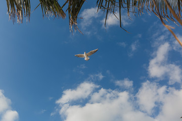 Seagull in flight against a blue sky, ascending with wings spread
