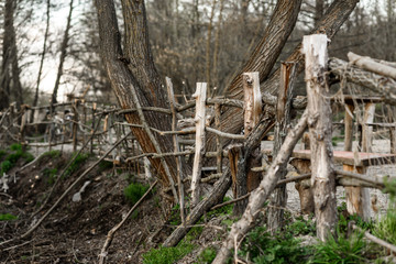 tree stump in the forest