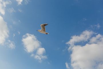 Seagull in flight against a blue sky, ascending with wings spread