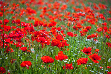 Obraz premium Fleurs de coquelicots dans une prairie en été.