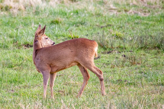 Cariacou Bilder Durchsuchen 535 Archivfotos, und