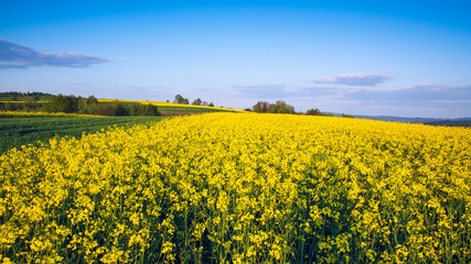 Obraz premium field of rape