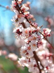 cherry blossoms spring surest