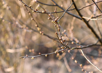 frost on the branches