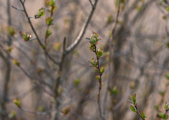 wild flowers in the forest