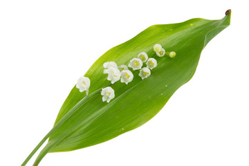 sprig of may lily of the valley isolated on white background