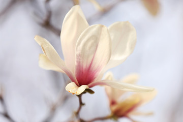 Obraz premium Closeup view of blossoming magnolia tree outdoors on spring day