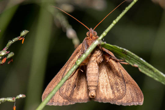 Castor Oil Semi-Looper Moth also known as Achaea janata
