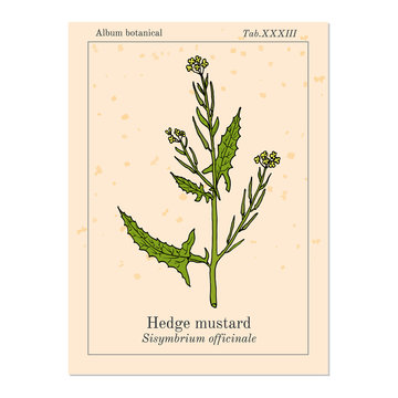 Hedge mustard Sisymbrium officinale , medicinal plant