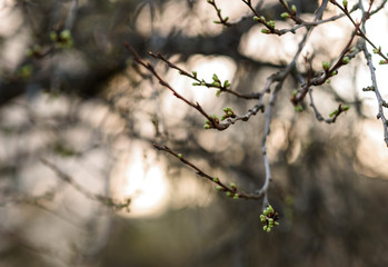 spring blossom in spring