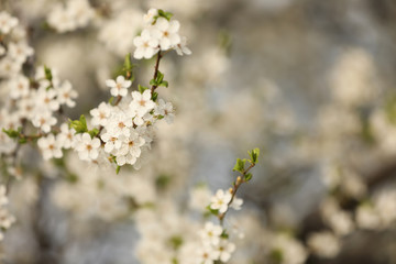 Closeup view of blossoming tree outdoors on spring day