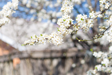 Flowers blooming blossom blurred spring background.