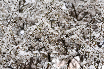 tree bark background