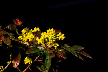 Close up of yellow flowers of a mahonia with black background, Berberis aquifolium or Mahonie