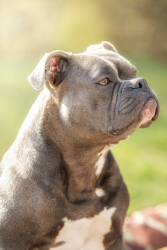 Pictures of old english bulldogs 2025