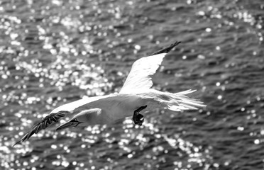 Basstölpel im Flug S/W