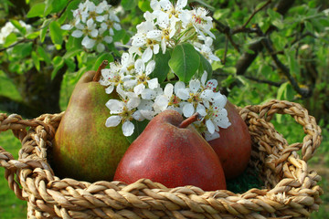 Reife Birnen und Birnenblüten