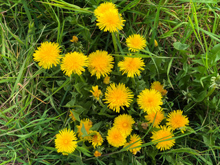 yellow dandelions on green grass close-up top view. Springtime. Postcard. Copy space. Mother's day, 8 March