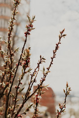 branch of a tree
